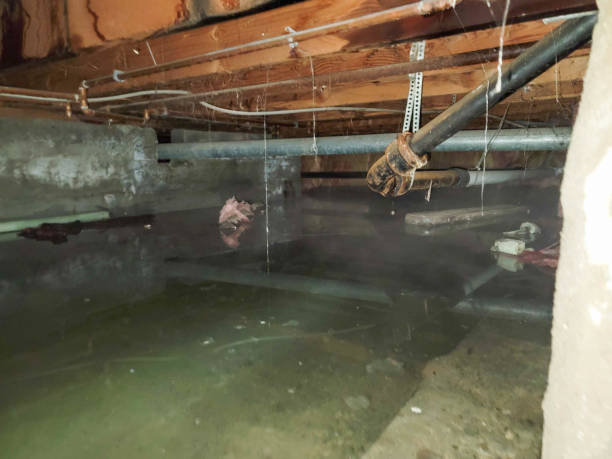 Best Local water damage restoration  in Williamstown, KY